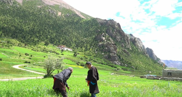 Green fields in a Tibetan village
