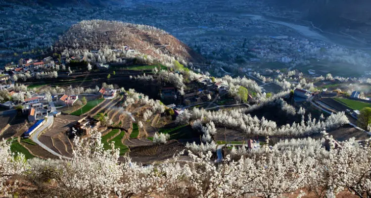 Jinchuan Valley's pear flowers