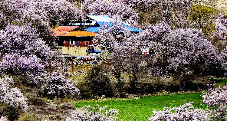 Tibetan houses in the pink peach flowers