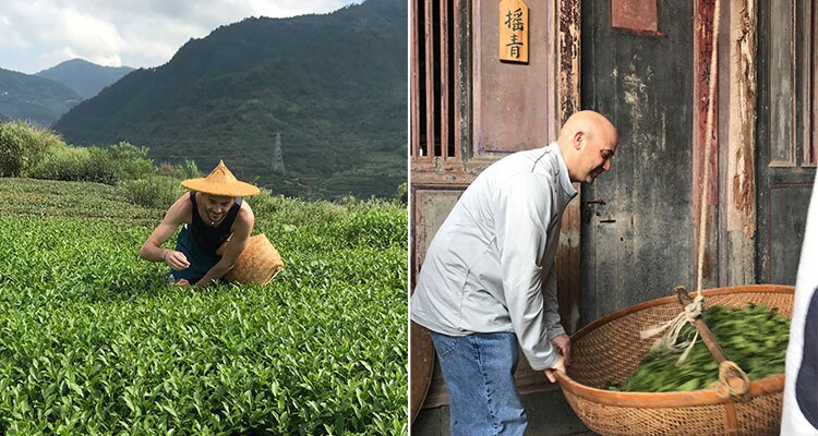 The making process of Oolong tea