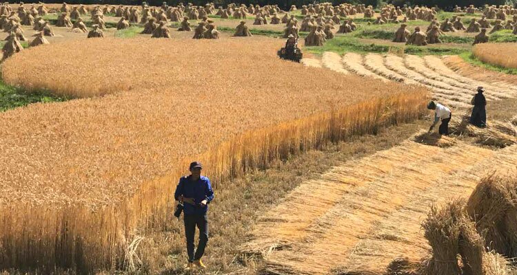 people working in barley fields