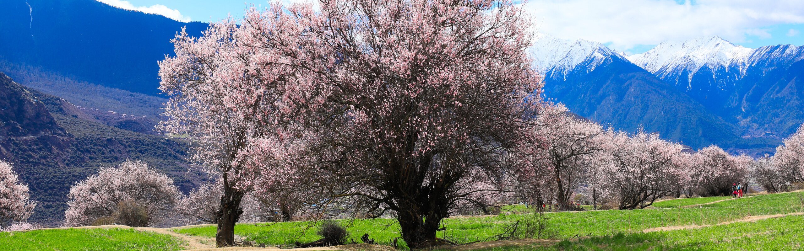 Nyingchi Travel Guide: Visit Tibet's Forested Highlands