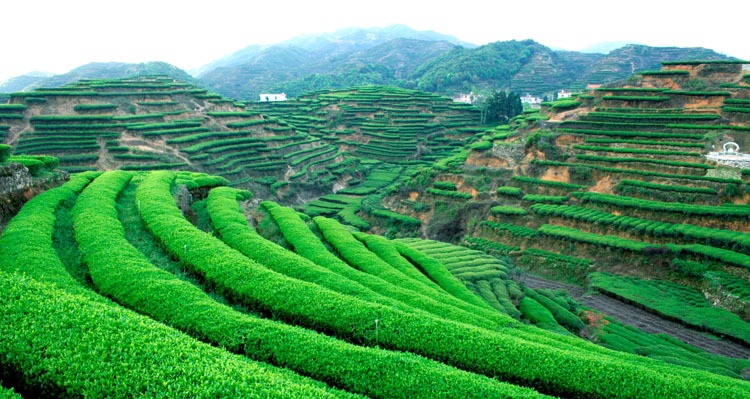 Quanzhou Anxi Tea Garden