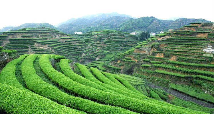 Anxi tea farm