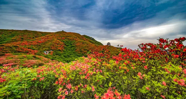 Bipeng Valley's azaleas