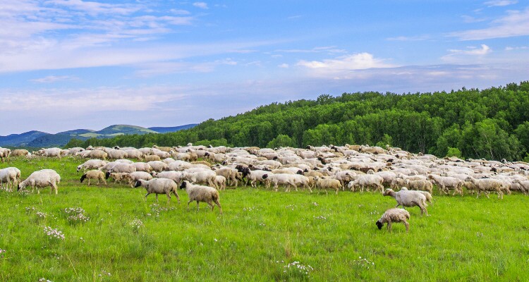 Flocks and Herds scatter over the grasslands