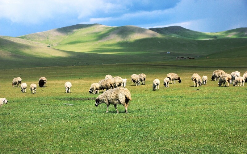 Xilamuren Grassland: Must-Visit Inner Mongolia Prairie