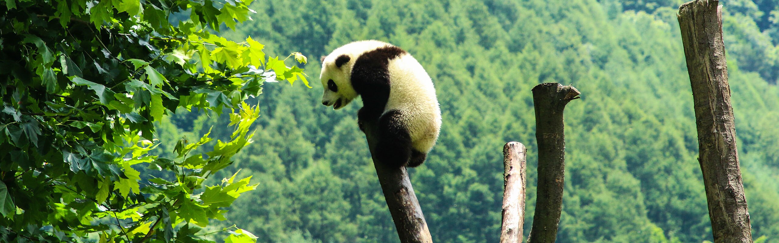 2-Day Wolong Panda Volunteer Program Tour