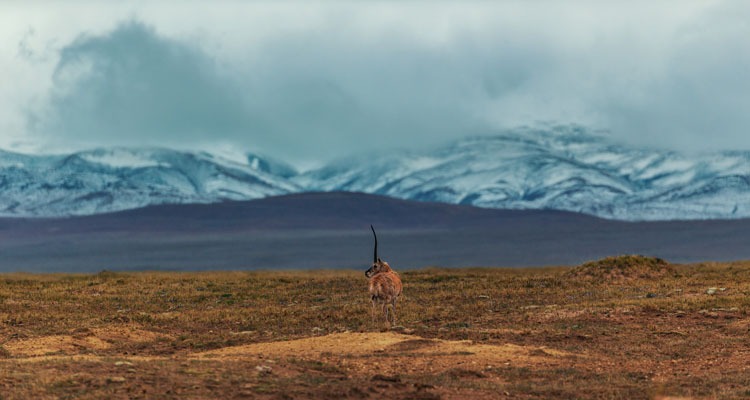 Hoh Xil National Nature Reserve