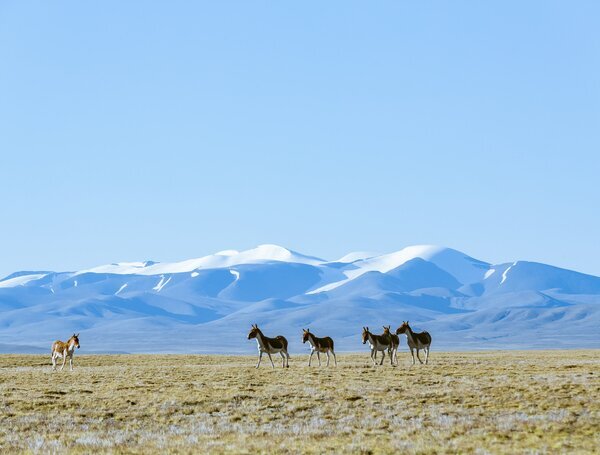 西寧発夜行列車でラサへ、崑崙山脈・ツァンタン草原・野生動物の景色を車窓から独占