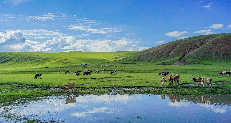 Huitengxile Grassland: Summer Retreat in Inner Mongolia