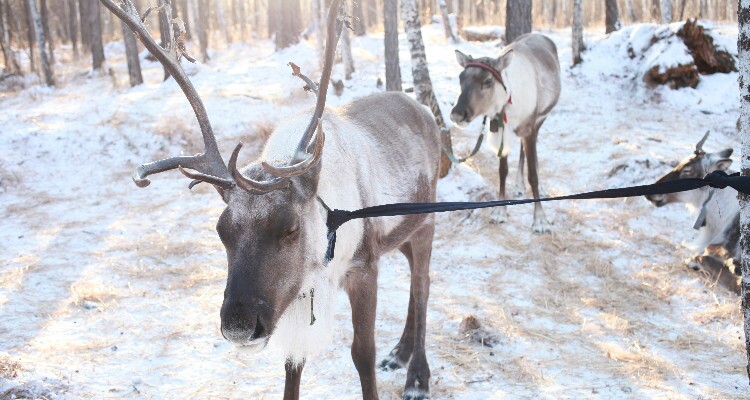 A Reindeer at Aoluguya Tribe