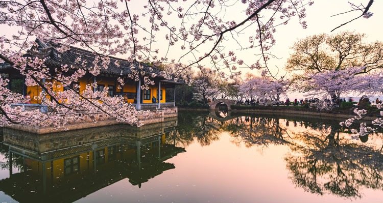 Cherry Blossoms in Yuantouzhu