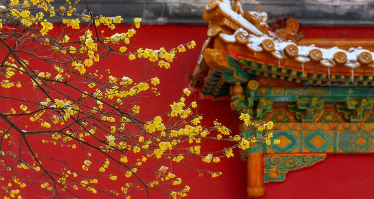 beijing chinese new year food