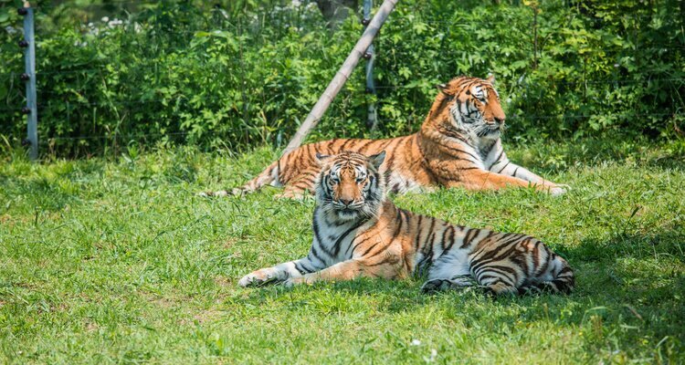 El Zoológico Safari de Shanghái
