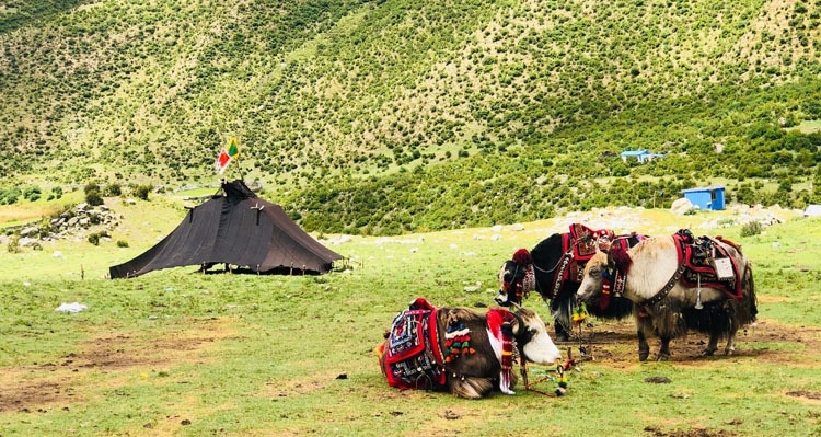 yaks on the pasture