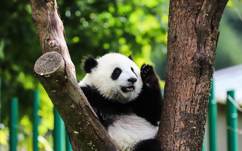 cute panda baby eating