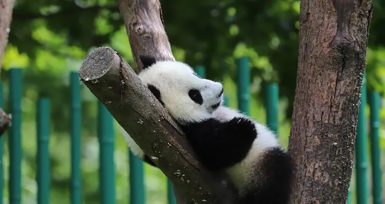 A panda on the tree