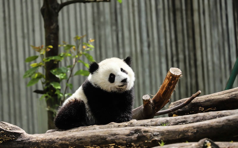 Giant panda, Facts, Habitat, Population, & Diet