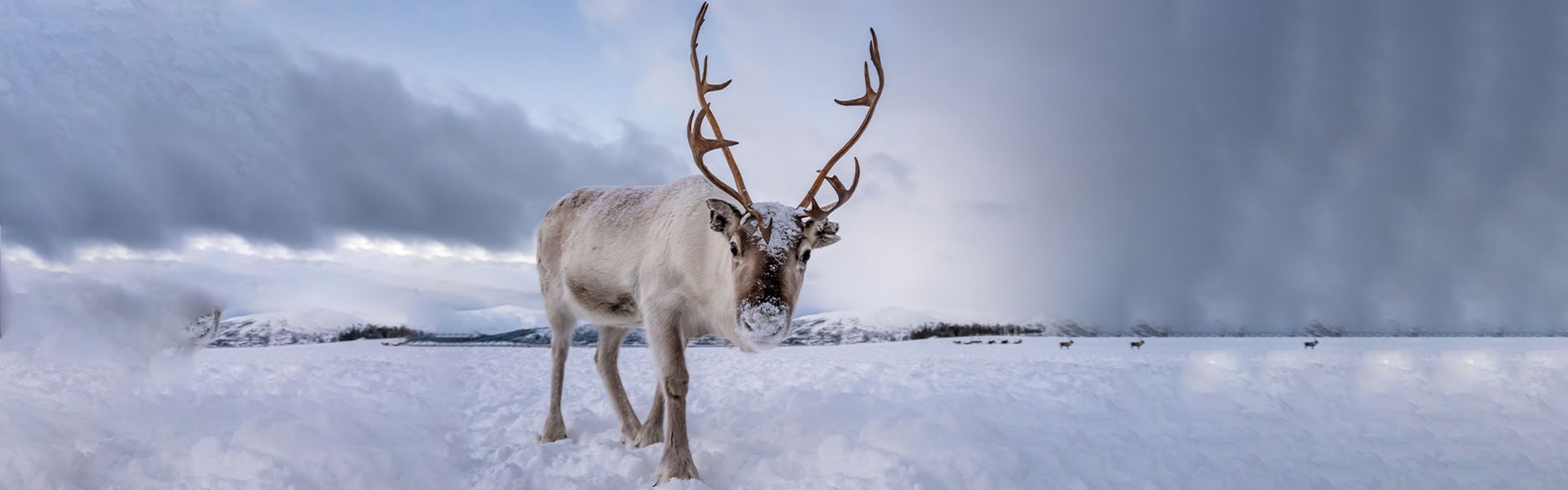 6-Day Hulunbuir Winter Tour with Reindeer Experience