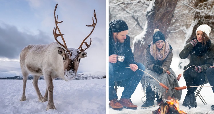 See the Last Reindeer Tribe's Reindeers in Inner Mongolia