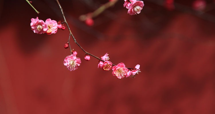 Lichun-Start of Spring in China