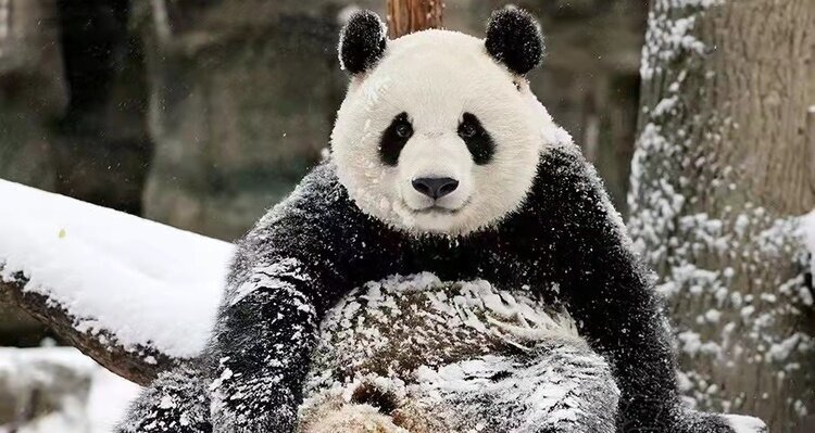 A panda in the snow