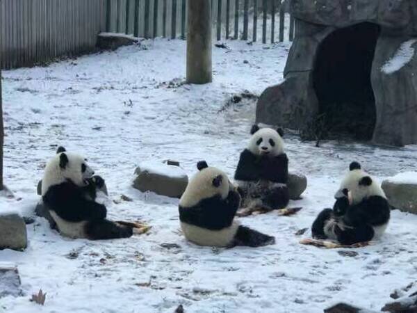 Los pandas siguen activos a pesar del frío