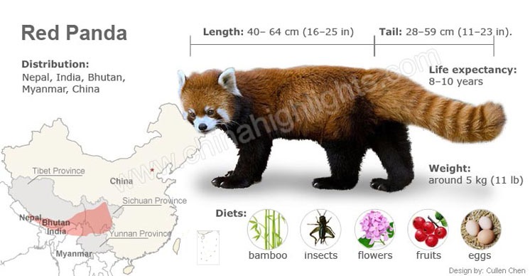 The Red Pandas in China, Where Red Pandas Live (2023)