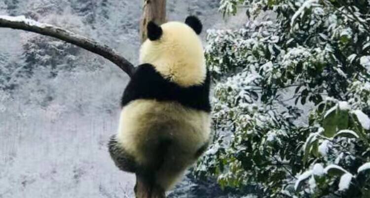 Panda in the wild