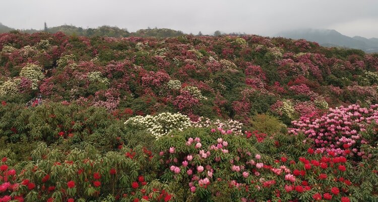 Bijie Hundred-Mile Azalea Area
