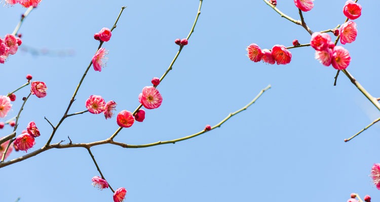 chinese new year flower,Plum blossoms
