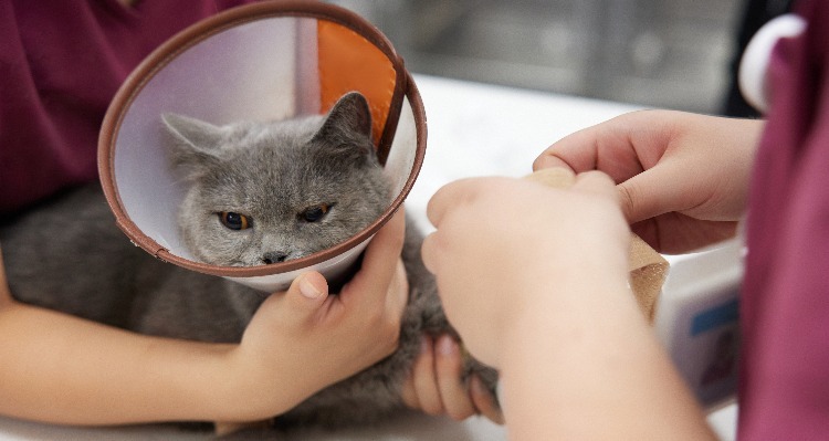 Bringing a Pet to China