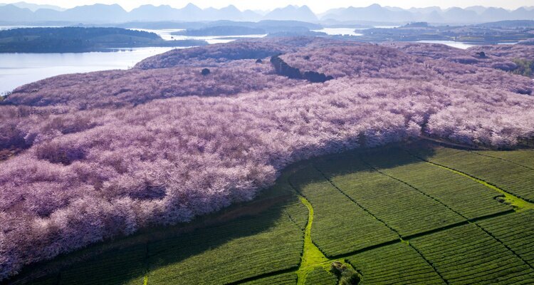 Pingba's Cherry Blossom