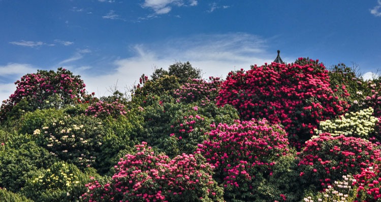 the bridge with a pavillion