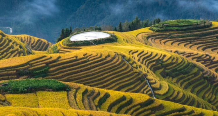 Longji Terraced Fields 