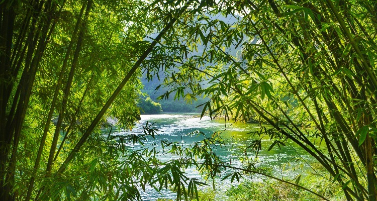Bamboo Forest in Wuyishan