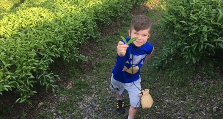 A young child is picking tea leaves at Yangshuo Qixianfeng Tea Garden