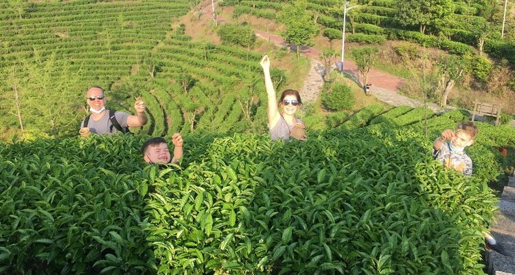 Join us at Yangshuo's Seven Fairy Peaks Tea Plantation