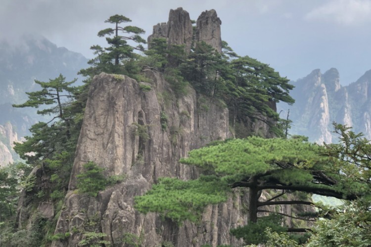 Yellow Mountain pinks