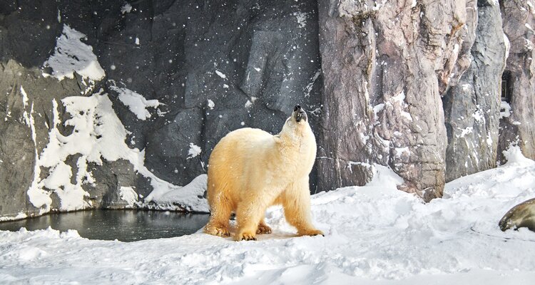 polar bear
