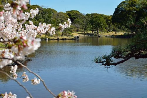 Hama-rikyu Gardens