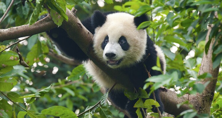 A year-old baby panda is like your 3-year-old kid