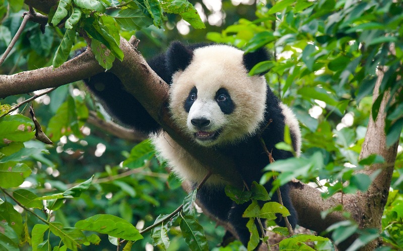 Giant Panda Volunteer Program in Chengdu, China, Panda Keeping Programs