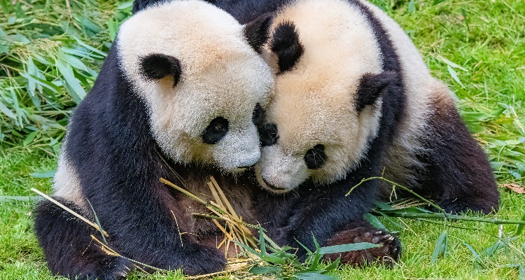 6 Top Places to See Giant Pandas in China: 3 Panda Bases, 3 Zoos