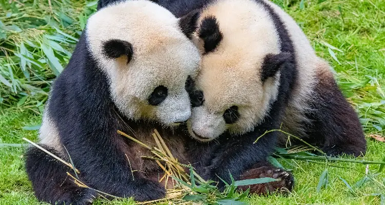 Two lovely pandas are playing.