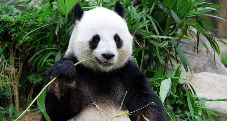 Pandas in Chengdu