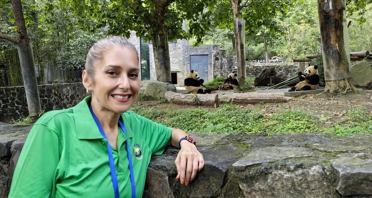 See pandas and join volunteer program in Dujiangyan Panda Base