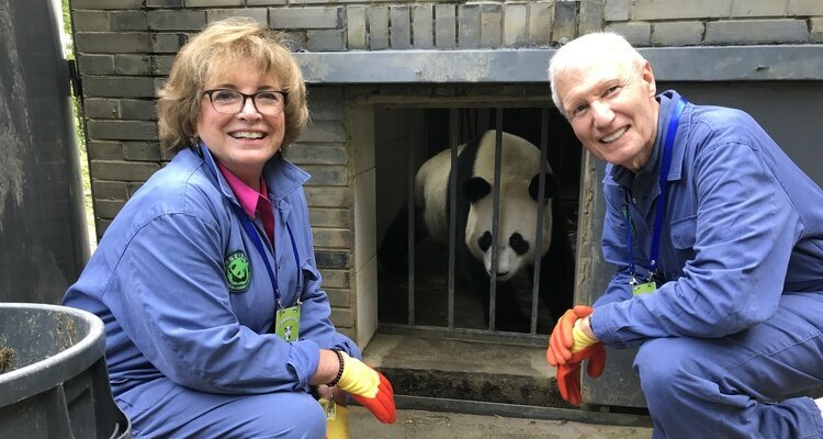 Programme de bénévolat du panda géant au centre de pandas de Dujiangyan