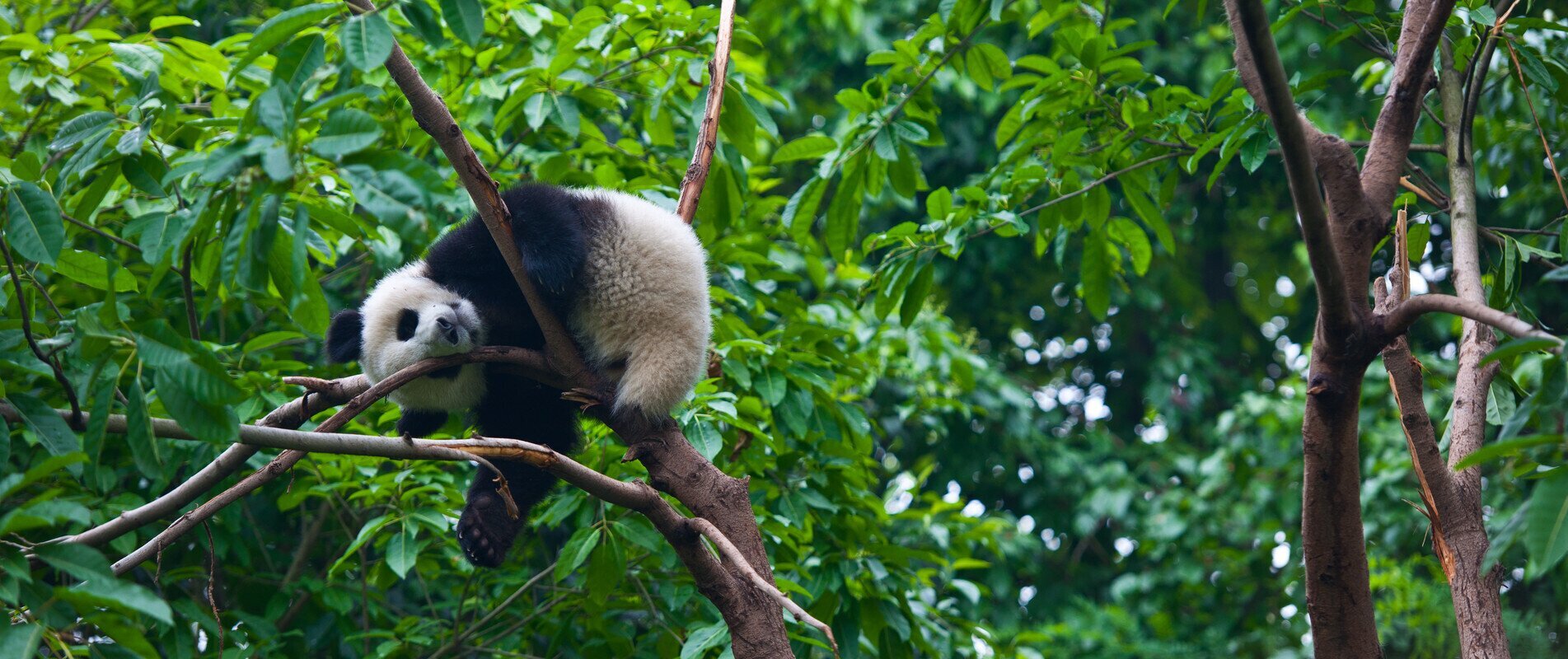 cosa vedere a chengdu